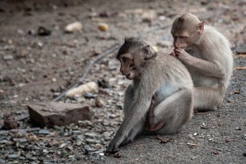 Two baby Monkeys (Crab-eating macaque) eating food that people give in bangkok, Thailand
