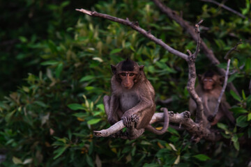 Small macaque, A little monkey (Crab-eating macaque) sitting alone on a branch looking at camera in the evening, Thailand, Selective focus.