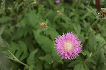 Lilac flower on a green background