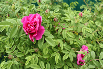 pink rose blooms on a green bush