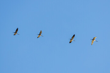 The crane migration in the autumn at Kelbra in Saxony Anhalt	
