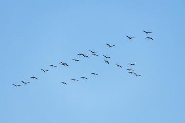 The crane migration in the autumn at Kelbra in Saxony Anhalt	