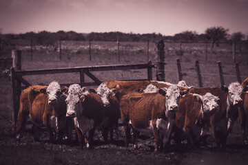 Cattle observing the photographer in a farm in the countryside of Uruguay.