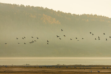 The crane migration in the autumn at Kelbra in Saxony Anhalt	