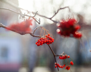 Berries of mountain ash branches are red on a blurry autumn background. Autumn harvest still life scene. Soft focus backdrop photography. Copy space.