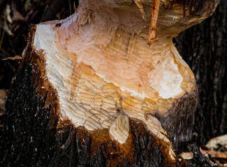 Closeup of tree trunk with teeth marks of beaver animal chewed and spoiled by a European beaver activity for dam construction at the riverbank