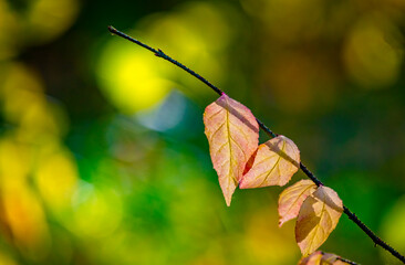 Obraz premium Abstract autumn background with bright yellow leaves in sunbeams for design, postcard, wallpaper. Nature autumn fall background. Free empty space for text.