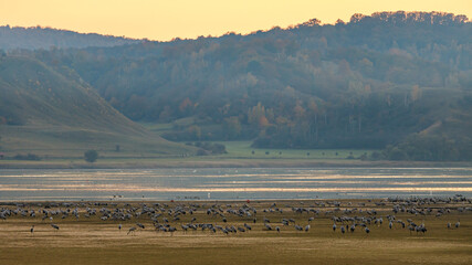 The crane migration in the autumn at Kelbra in Saxony Anhalt	