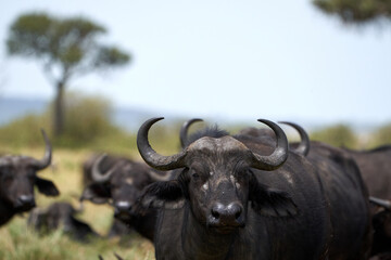 Kaffir buffalo portrait with blur in landscape and accompanying herd in masai mara nature reserve, kenya