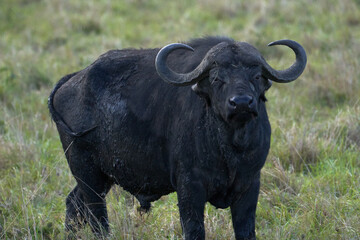 Solitary adult kaffir buffalo on the plains of the masai mara nature reserve, kenya