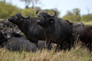 two male Kaffir buffalo standing guard in the herd to avoid predators in the masai mara nature...