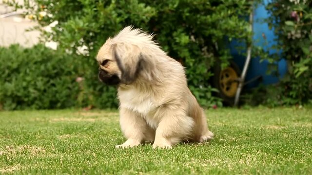 El perro pekinés o pequinés es una antigua raza canina de compañía, originaria de Pekín, China