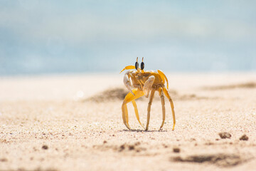 crab on the sand