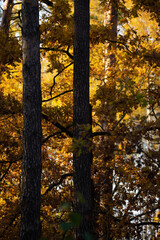 autumn in the forest