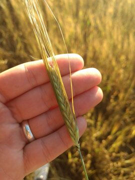 barley
