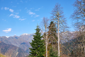 pine trees in the mountains