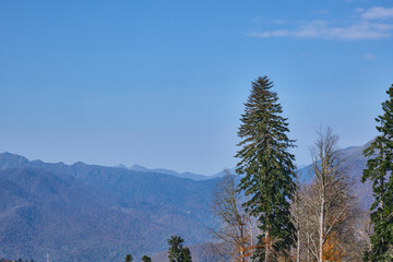 pine tree in the mountains