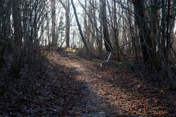 A beautiful forest trail that leads to the mountain crumbled with leaves of different colors in autumn