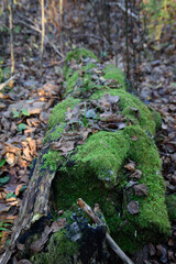 A beautiful mossy tree in the forest is overgrown with various leaves in autumn