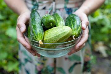 Female farmer hands with young cucumbers in a transparent bowl at farm greenhouse. Organic farming, local biofarm, sustainable food concept.