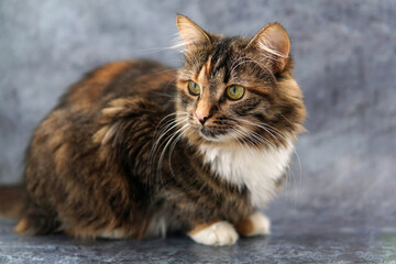 a gray red cat sits on a gray background. close-up