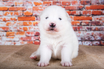 Small two weeks age old cute white Samoyed puppy dog