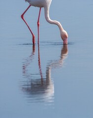 Close-up portrait of a Greater Flamingo (Phoenicopterus ruber) foraging on the mud flats at the coast near Swakopmund, Namibia