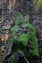 Fototapeta premium A beautiful mossy tree in the forest is overgrown with various leaves in autumn