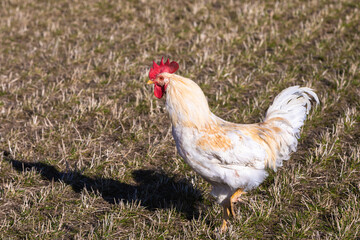 Fototapeta premium beautiful roooster on a empty field