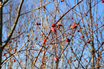 Beautiful wild rose fruit on a nice sunny day in autumn