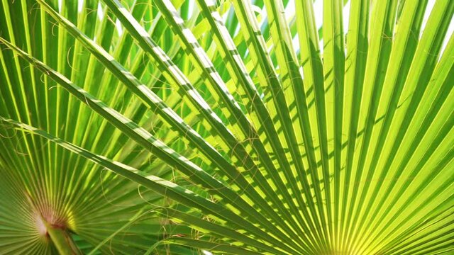 Tropical palm leaf moving in the wind with shadows of sun light. Summer background