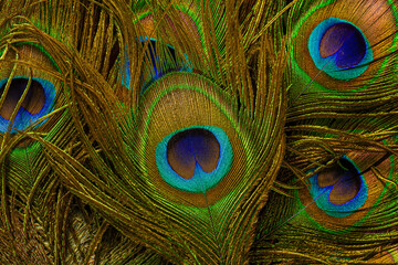 Naklejka premium macro peacock feathers,Colorful and Artistic Peacock Feathers. This is a macro photo of an arrangement of luminous peacock feathers.