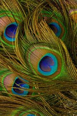 macro peacock feathers,Colorful and Artistic Peacock Feathers. This is a macro photo of an arrangement of luminous peacock feathers.