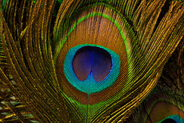 macro peacock feathers,Colorful and Artistic Peacock Feathers. This is a macro photo of an arrangement of luminous peacock feathers.