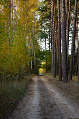 Fototapeta premium autumn in the forest