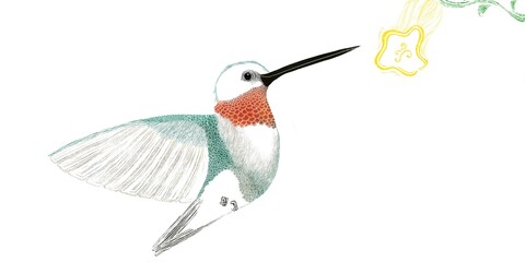 Obraz premium Hummingbird male