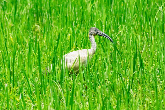 Wild wading bird standing in lush green wetland vegetation