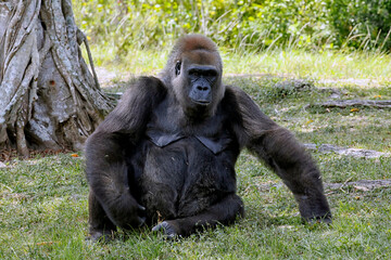 large gorilla sitting in the grass
