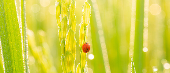 Macro Orange Ladybug,Ladybug on green leaf,Ladybug running along on blade of green grass. Beautiful nature - Powered by Adobe