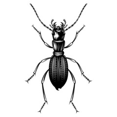 Amblycheila Cylindriformis illustration vector flat design