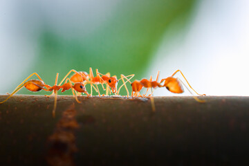 Ants team