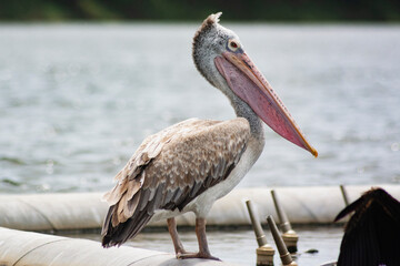 pelican on the beach