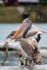 pelican on the pier
