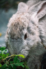 Grey Rabbit Eating Grass