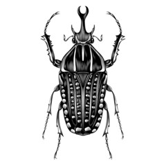 Mecynorhina Polyphemus illustration vector flat design