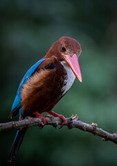 White-throated Kingfisher on branch tree close up shot of bird.