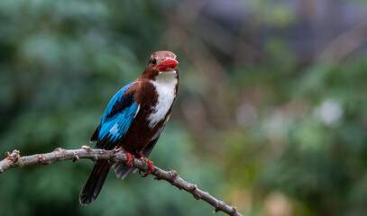 White-throated Kingfisher on branch tree close up shot of bird.
