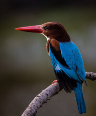 White-throated Kingfisher on branch tree.