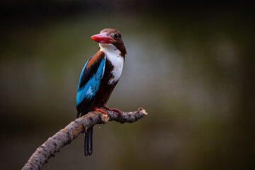 White-throated Kingfisher on branch tree.