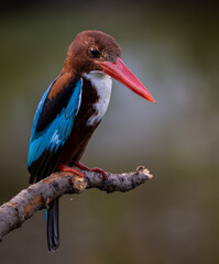 red billed stork